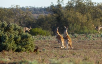 Red kangaroo joeys